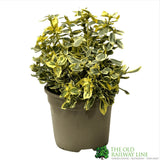 Euonymus japonicus 'Silver Queen' Plant 3Ltr Pot