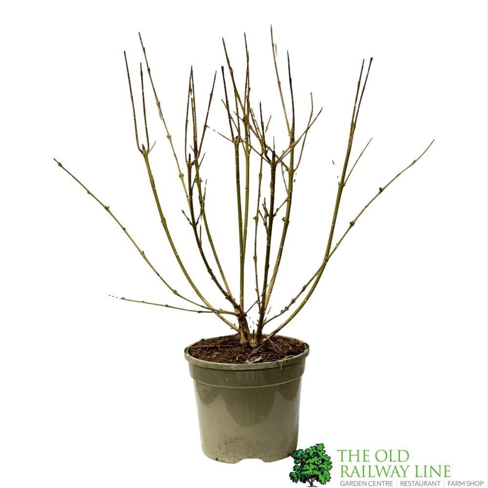 Forsythia 'Weekend' Plant 3Ltr Pot