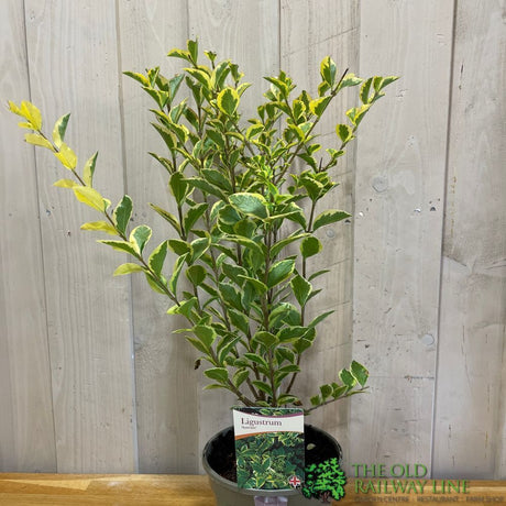 Ligustrum ovalifolium 'Aureum' Privet Plant 3 Ltr Pot