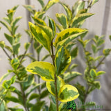 Ligustrum ovalifolium 'Aureum' Privet Plant 3 Ltr Pot