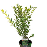 Ligustrum ovalifolium 'Aureum' Privet Plant 3 Ltr Pot