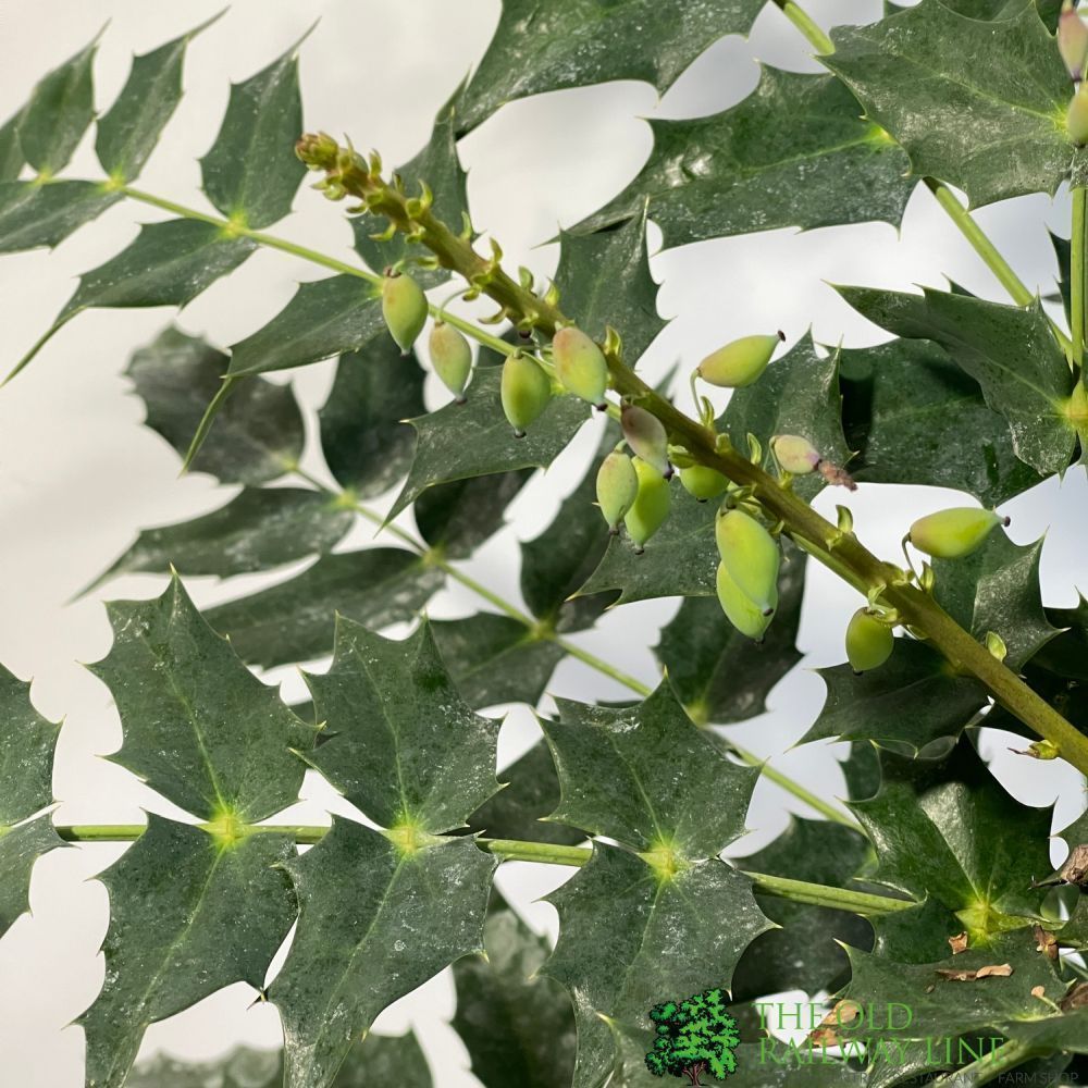 Mahonia 'Charity' Plant 3Ltr Pot