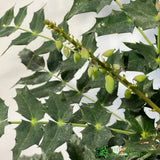 Mahonia 'Charity' Plant 3Ltr Pot