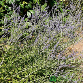 Perovskia 'Blue Spire' Plant 3Ltr Pot