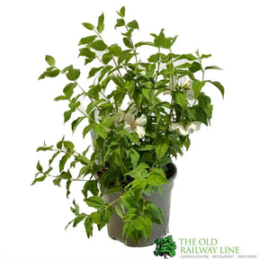 Philadelphus 'Belle Etoile' Mock Orange Plant 3Ltr Pot