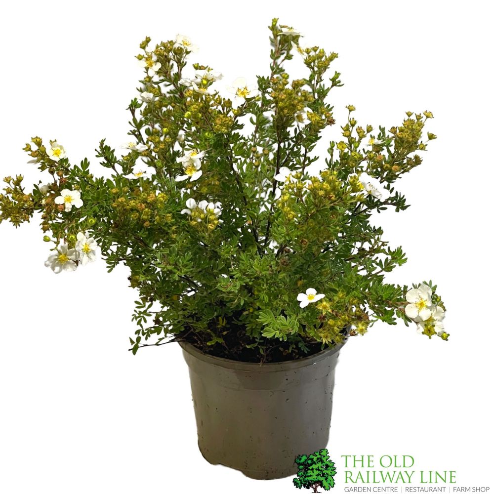 Potentilla Fruticosa 'Abbotswood' Shrubby cinquefoil 3Ltr Pot