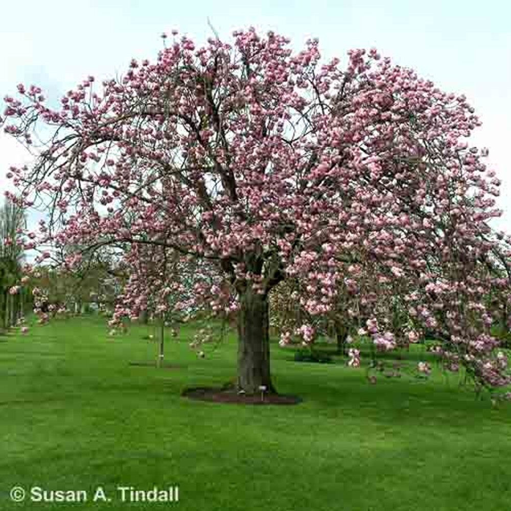 Prunus 'Kanzan' Cherry Blossom 1.8m