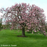 Prunus 'Kanzan' Cherry Blossom 1.8m