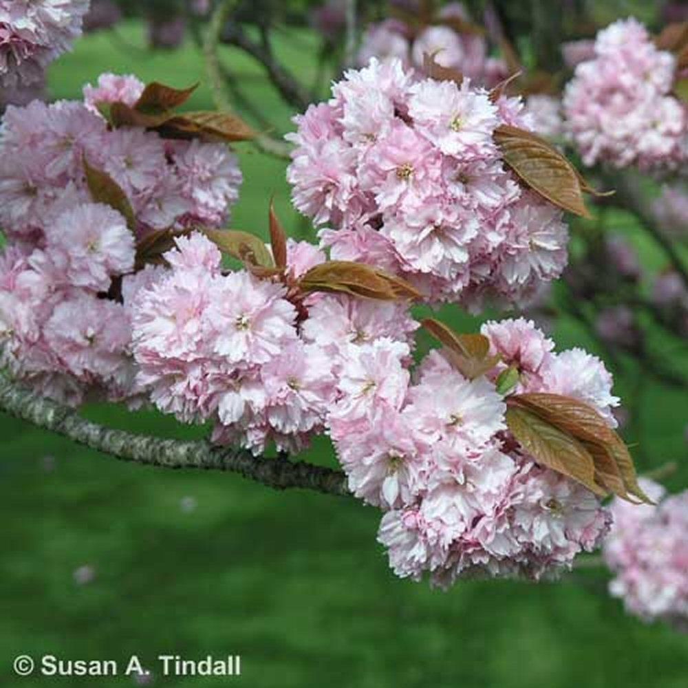Prunus 'Kanzan' Cherry Blossom 1.8m