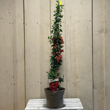 Pyracantha 'Orange Glow' Firethorn 3Ltr Pot