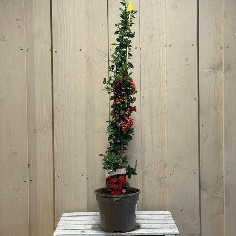 Pyracantha 'Orange Glow' Firethorn 3Ltr Pot