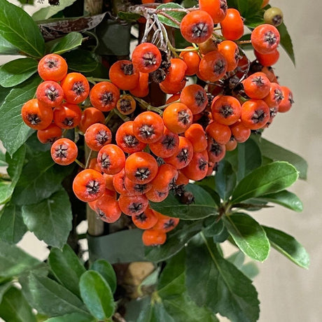 Pyracantha 'Orange Glow' Firethorn 3Ltr Pot