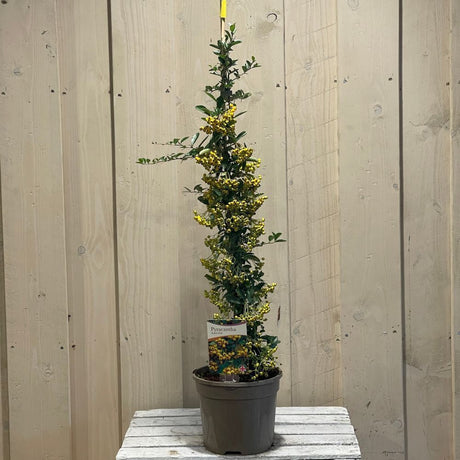 Pyracantha 'Soleil d'Or' Firethorn Plant 3Ltr Pot