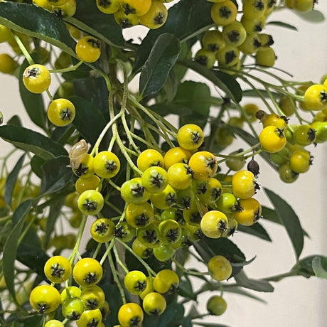 Pyracantha 'Soleil d'Or' Firethorn Plant 3Ltr Pot