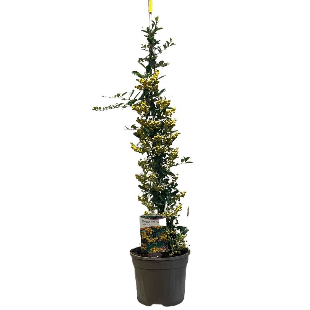 Pyracantha 'Soleil d'Or' Firethorn Plant 3Ltr Pot