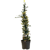 Pyracantha 'Soleil d'Or' Firethorn Plant 3Ltr Pot