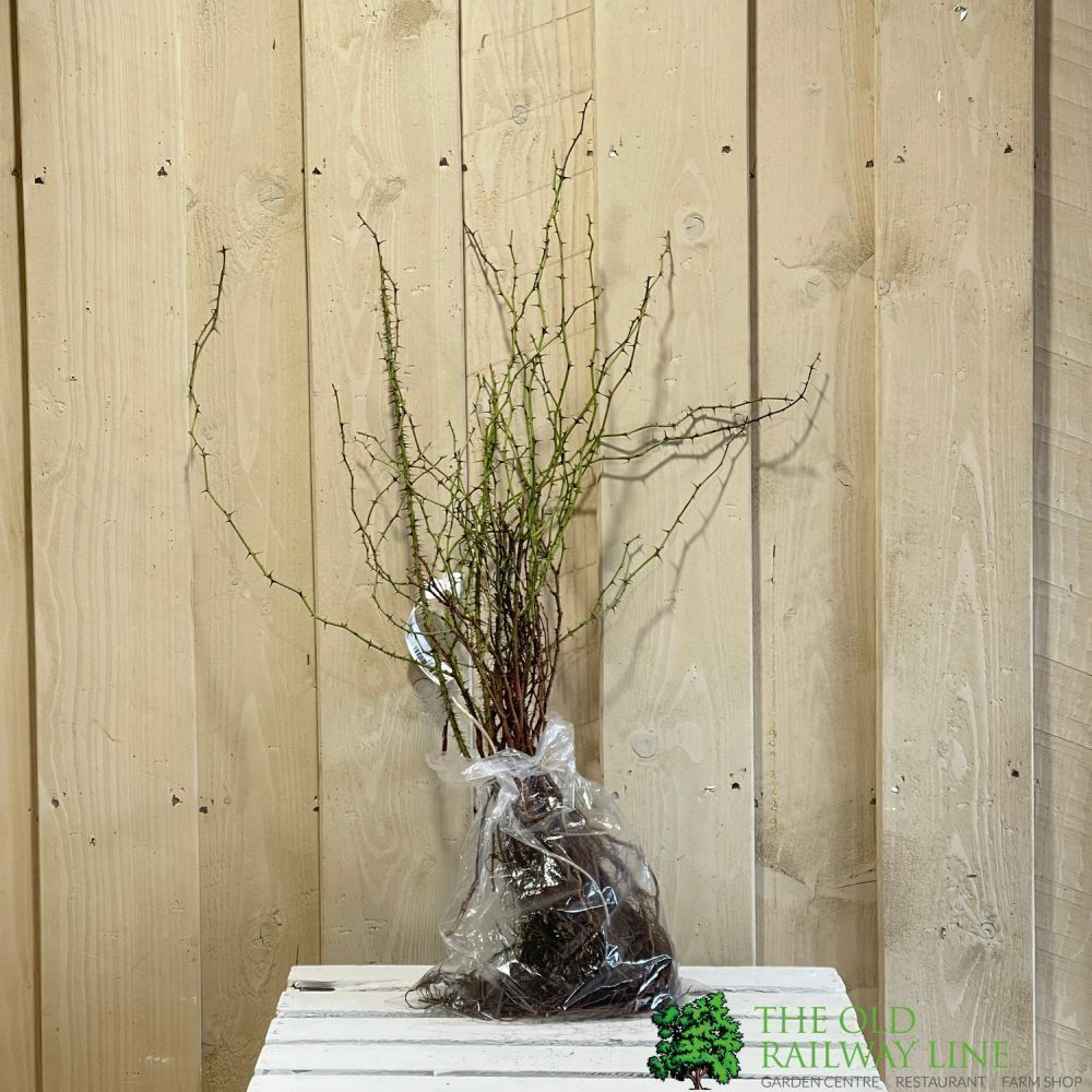 Rosa Rugosa Bare Root Hedging (x5 Whips)