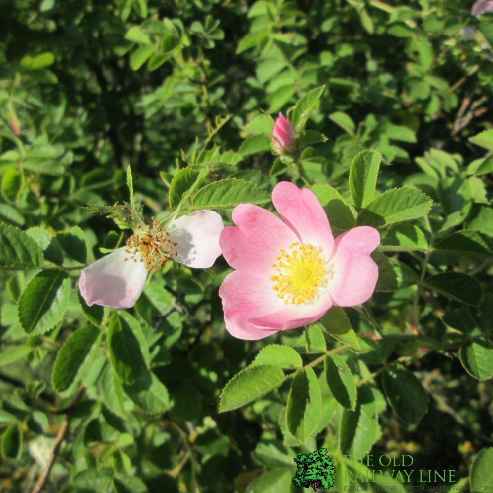 Rosa Rugosa Bare Root Hedging (x5 Whips) – Old Railway Line Garden Centre