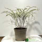 Spiraea 'Arguta' Bridal Wreath Plant 3Ltr Pot