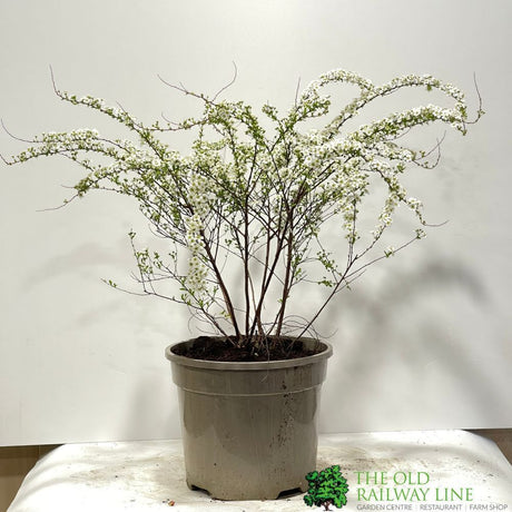 Spiraea 'Arguta' Bridal Wreath Plant 3Ltr Pot