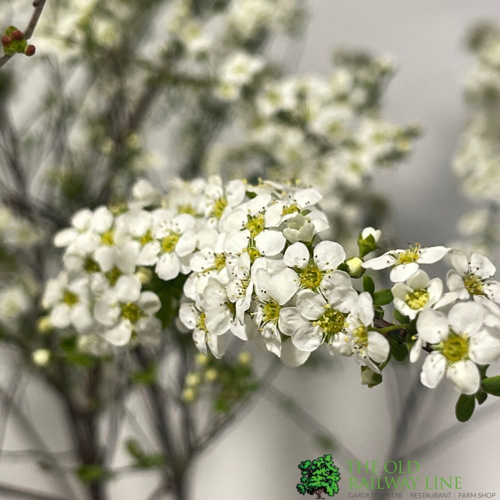 Spiraea 'Arguta' Bridal Wreath Plant 3Ltr Pot