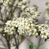 Spiraea 'Arguta' Bridal Wreath Plant 3Ltr Pot