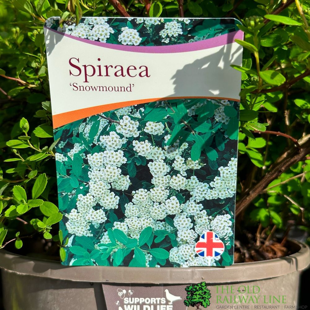 Spiraea 'Snowmound' 3Ltr Pot