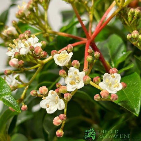 Vibuenum Tinus 3Ltr Pot