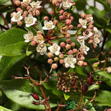 Viburnum Tinus 'Eve Price' Plant 3Ltr Pot