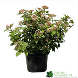 Viburnum Tinus 'Eve Price' Plant 3Ltr Pot