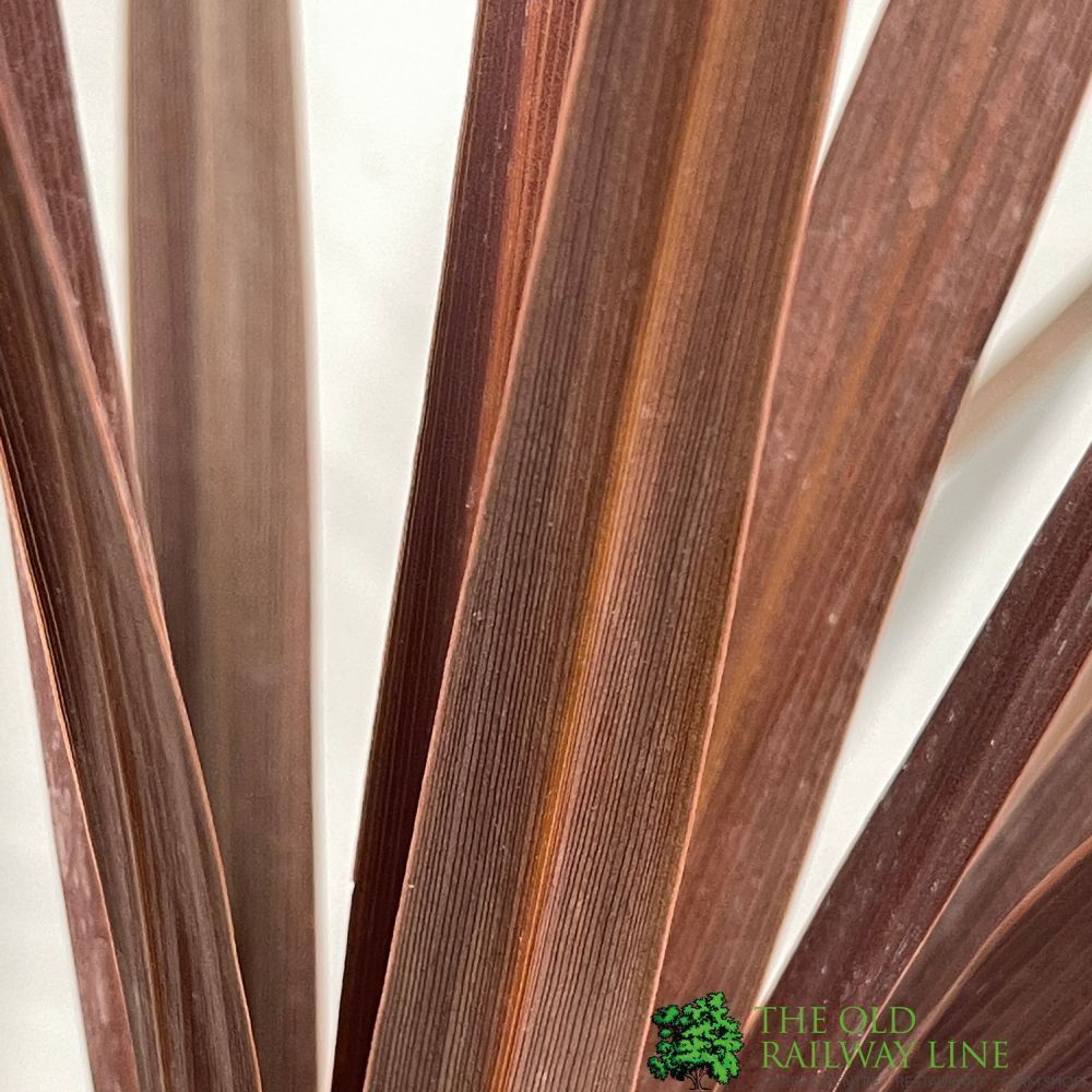 Cordyline 'Red Star' Plant 3Ltr Pot