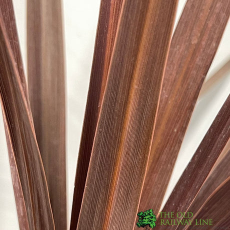 Cordyline 'Red Star' Plant 3Ltr Pot