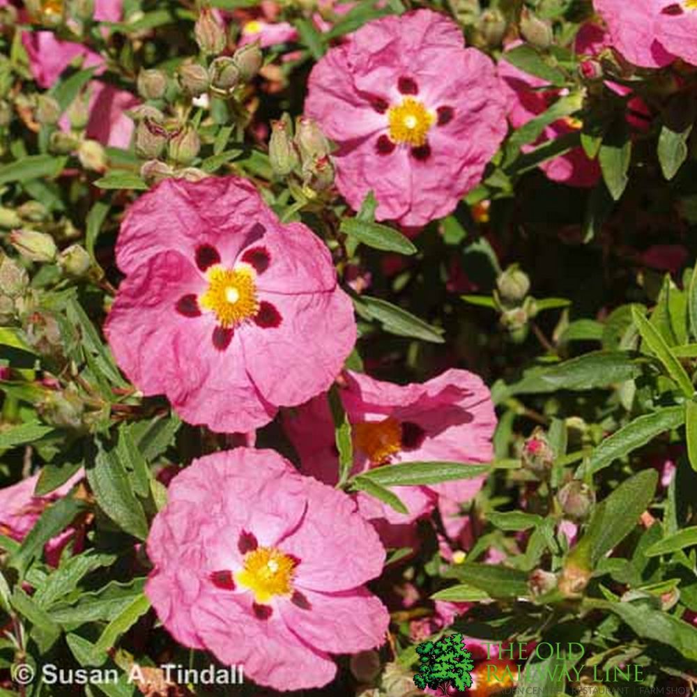 Cistus x purpureus Plant 3 Ltr Pot