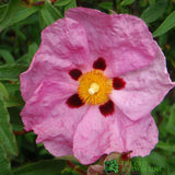 Cistus x purpureus Plant 3 Ltr Pot