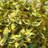 Euonymus 'Emerald 'n' Gold' Plant 3Ltr Pot