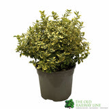 Euonymus 'Emerald 'n' Gold' Plant 3Ltr Pot