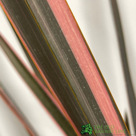 Phormium 'Sundowner' Flax 3Ltr Pot