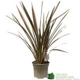 Phormium 'Sundowner' Flax 3Ltr Pot