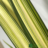 Phormium 'Yellow Wave' Flax 3Ltr Pot