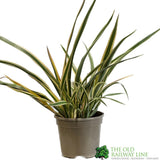 Phormium Cookianum Hookeri 'Tricolor' Mountain Flax 3Ltr Pot