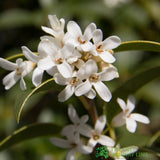 Osmanthus burkwoodii Plant 3Ltr Pot
