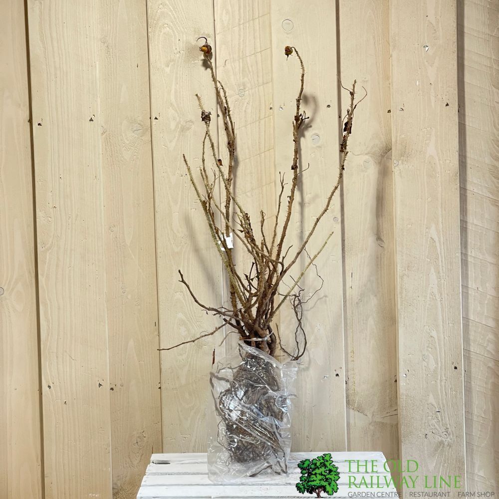 Rosa Rugosa 'Alba' Hedging Rose Bare Root Hedging (x5 Whips) – Old ...