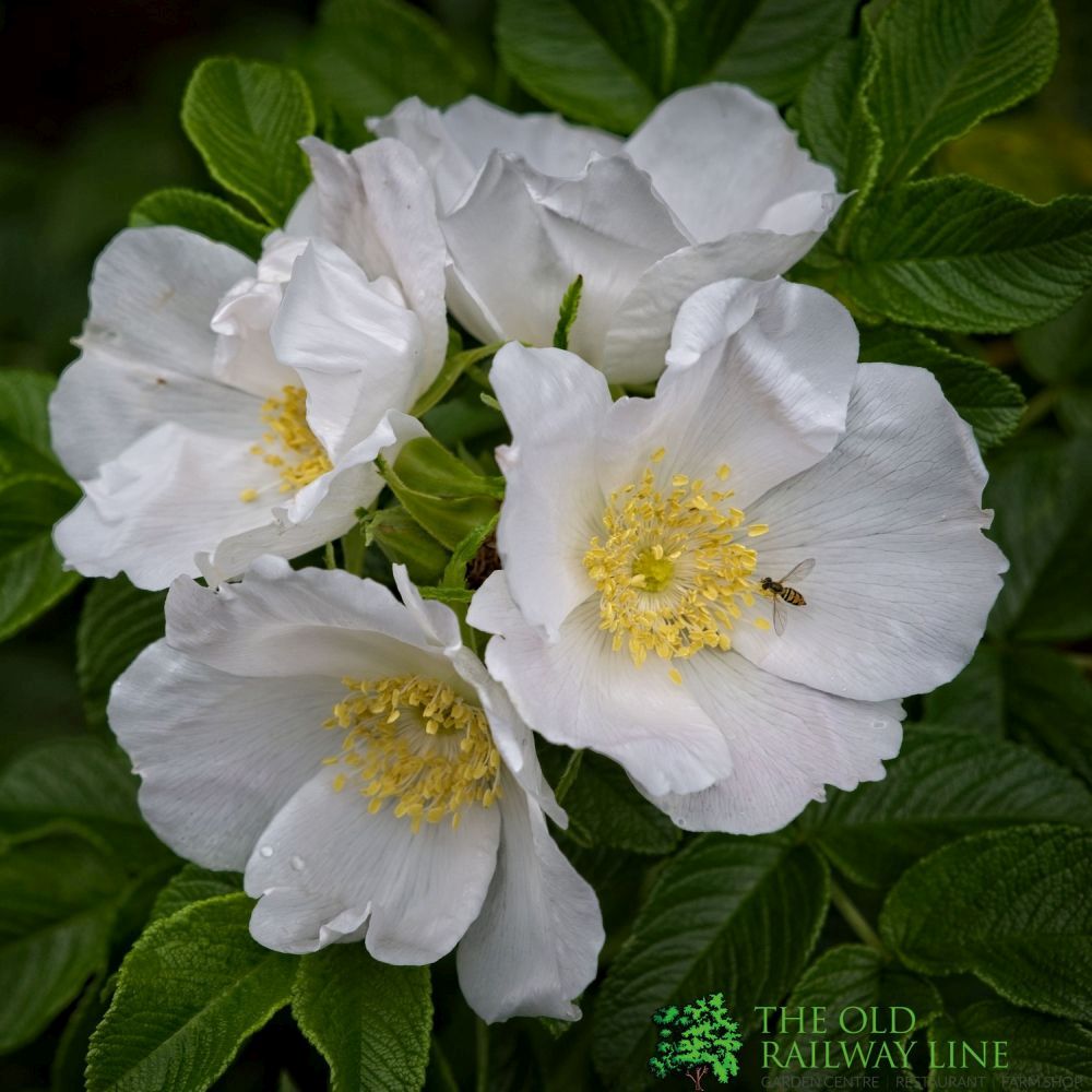Rosa Rugosa 'Alba' Hedging Rose Bare Root Hedging (x5 Whips) – Old ...
