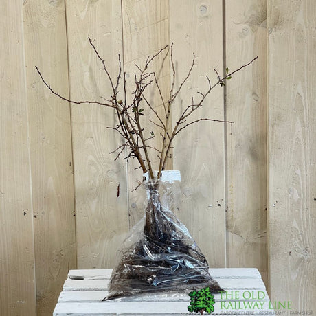 Crataegus Monogyna Hawthorn Quickthorn Bare Root Hedging (x5 Whips)