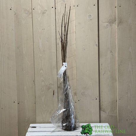 Acer Campestre 'Field Maple' Bare Root Hedging (x5 Whips)