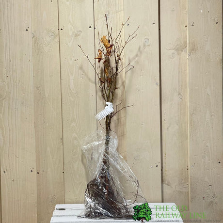 Fagus Sylvatica 'Common Beech' Bare Root Hedging (x5 Whips)
