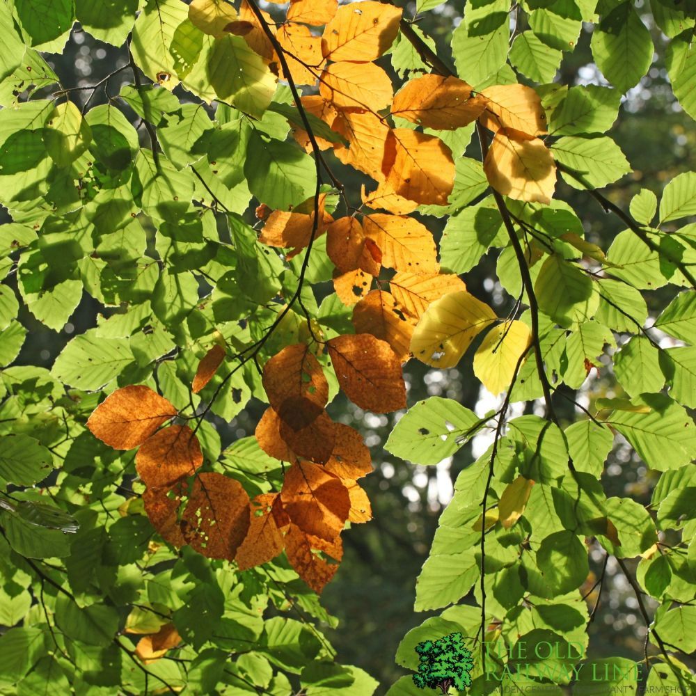 Fagus Sylvatica 'Common Beech' Bare Root Hedging (x5 Whips)