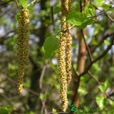 Corylus Avellana 'Hazel' Bare Root Hedging (x5 Whips)