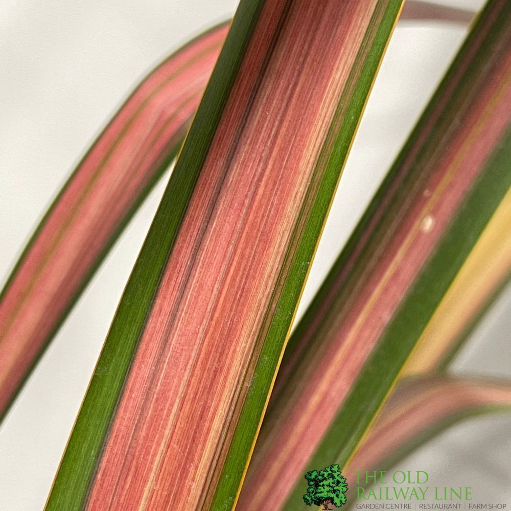 Formium Jester Phormium 'Jester' Flax 3Ltr Pot – Old Railway Line Garden Centre