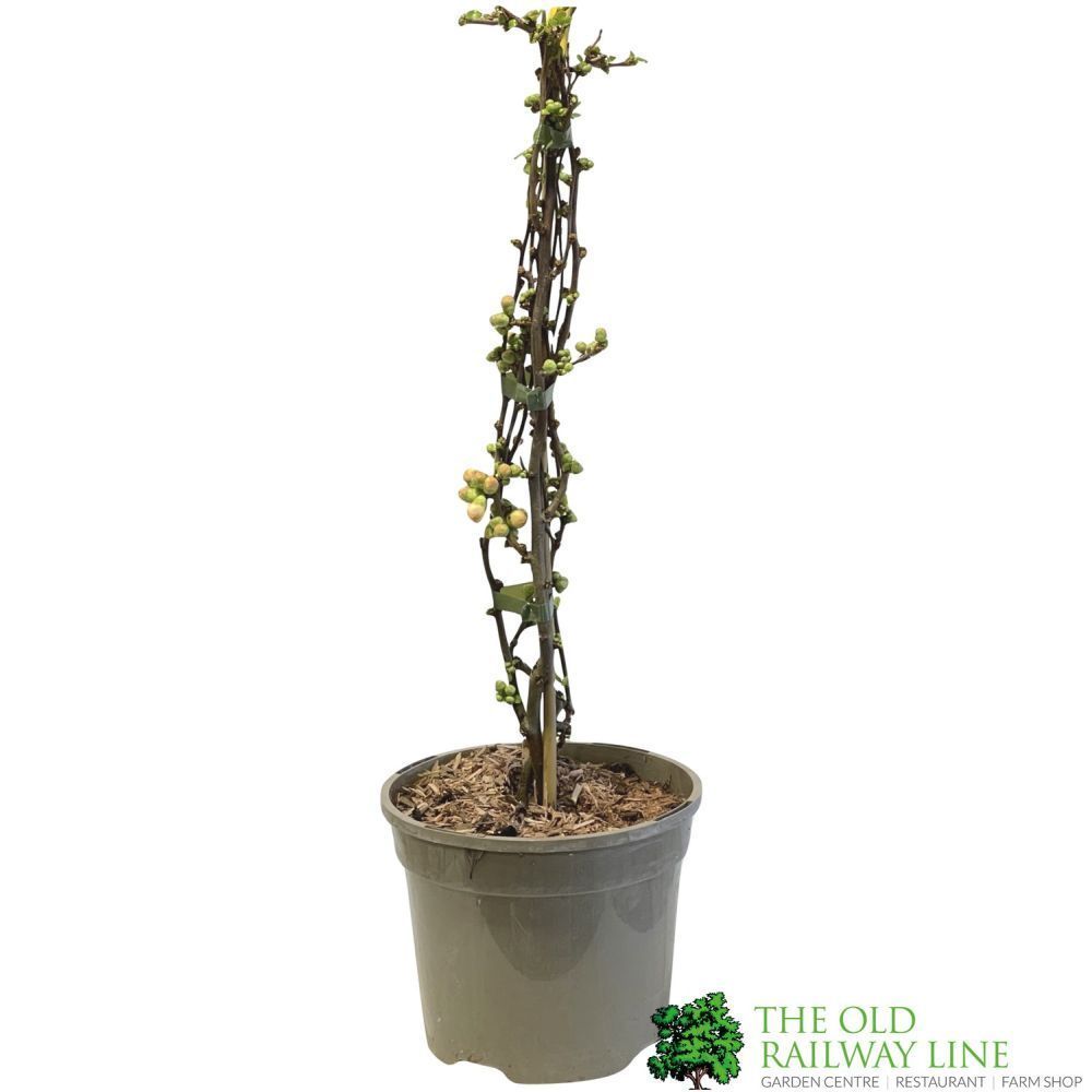 Chaenomeles 'Geisha Girl' Japanese Quince 3Ltr Pot